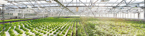 Panoramic view for salad plants growing inside a modern greenhouse