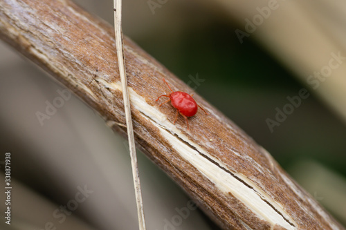 Red Mite on Stem in Springtime photo