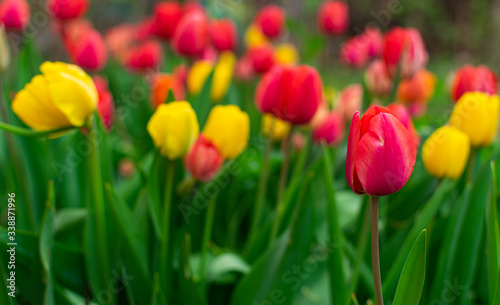 Lot of red and yellow tulips in garden