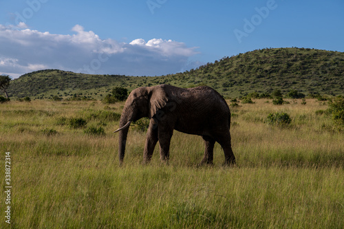 Elephant IV