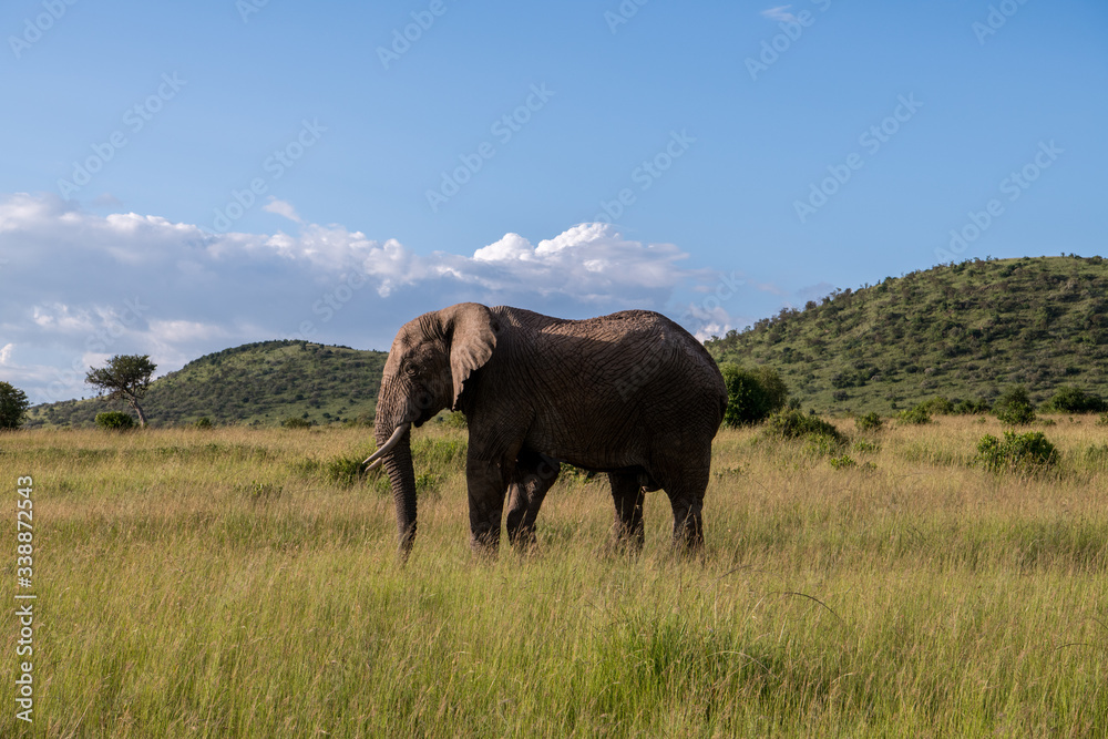 Fototapeta premium Elephant II