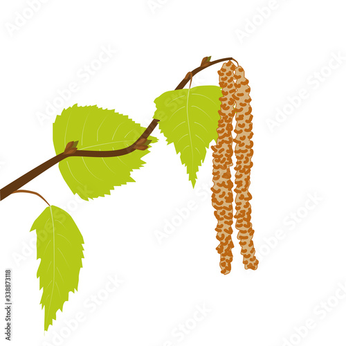 A branch of birch with green leaves and blossoming catkins on a white background. Spring tree, vector