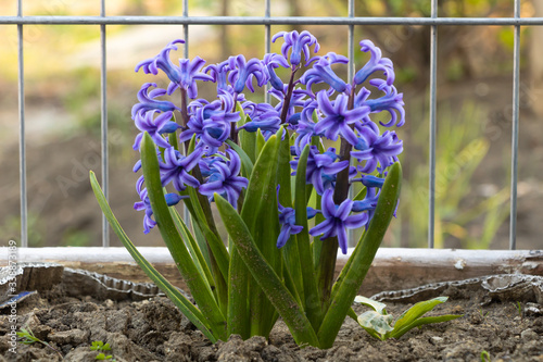 Beautiful blooming blue hyacinth. How to care for hyacinths concept