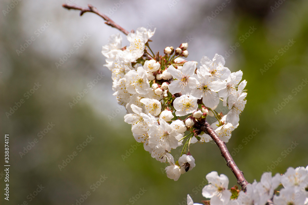 Bees never tire of collecting pollen from cherry blossoms. Bees never tire of collecting pollen from cherry blossoms.