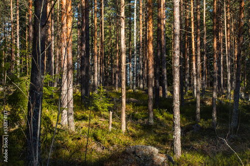 Beautiful pine forest in warm February, Finland,