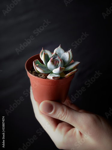 Cacti succulent echeveria in cermaic terracota pot holding hand photo