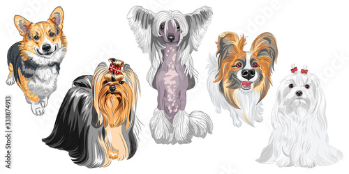 Set of dogs. Maltese, Hairless Chinese crested dog, Pembroke Welsh corgi, Yorkshire terrier with exhibition haircutcute, Papillon with long ears © Kavalenkava