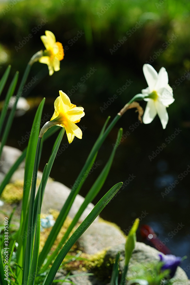 white and yellow narcissus in full sun white and yellow narcissus in full sun