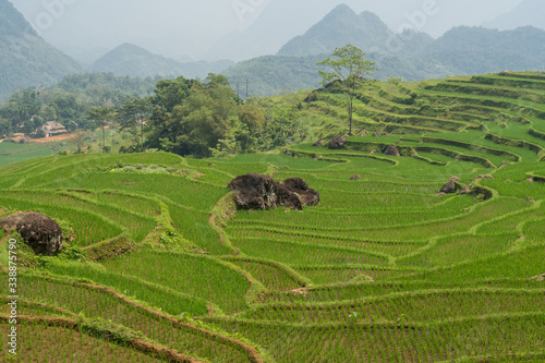 Εκτύπωση καμβά Newly planted rice terraces at Pu Luong Nature Reserve, Vietnam