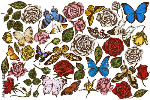 Vector set of hand drawn colored menelaus blue morpho, giant swordtail, blue morpho, lemon butterfly, red lacewing, african giant swallowtail, alcides agathyrsus, wallace's golden birdwing, purple