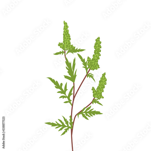 Blooming grass, green leaves on a white background. Flowering grass in summer, vector