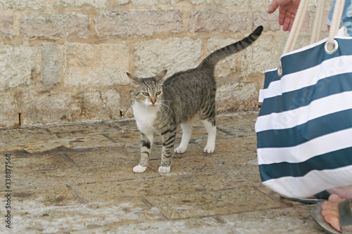 A tabby color cat with a white shirt and legs is standing with a raised tail on the street near the stone wall photo