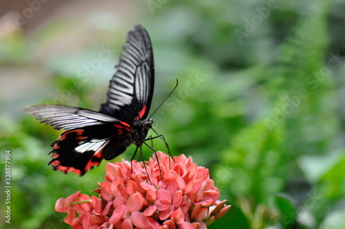 Schmetterling auf Blume