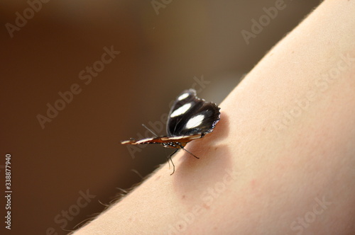 Schmetterling auf Arm