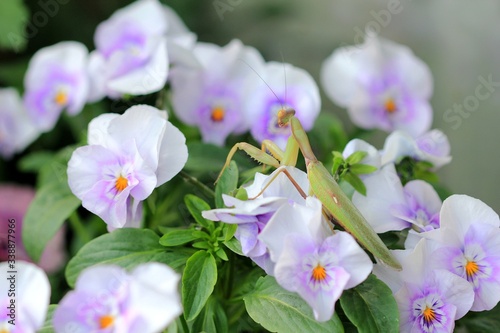 Mantis Hierodula transcaucasica on Pansy flowers photo