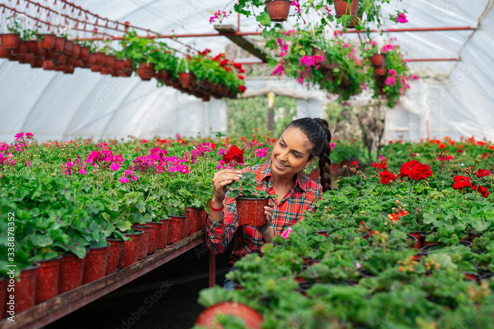 Female florist working in her greenhouse. 