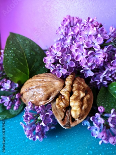walnut with lilac on a blue and purple background