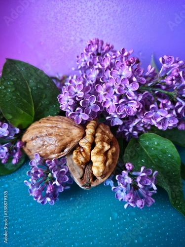 walnut with lilac on a blue and purple background