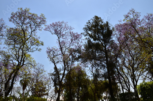 Jacarandas