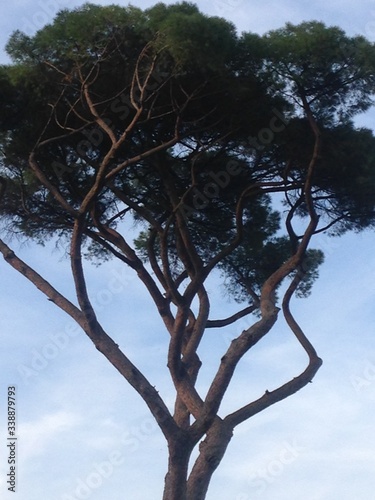 i centenari altissimi pini di Roma