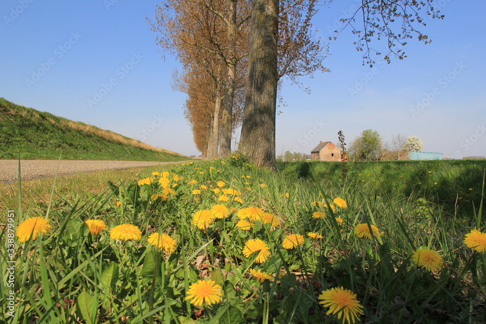 a group yellow dandelion flowers in the green verge along a road with trees in the dutch countryisde in springtime a group yellow dandelion flowers in the green verge along a road with trees in the dutch countryisde in springtime