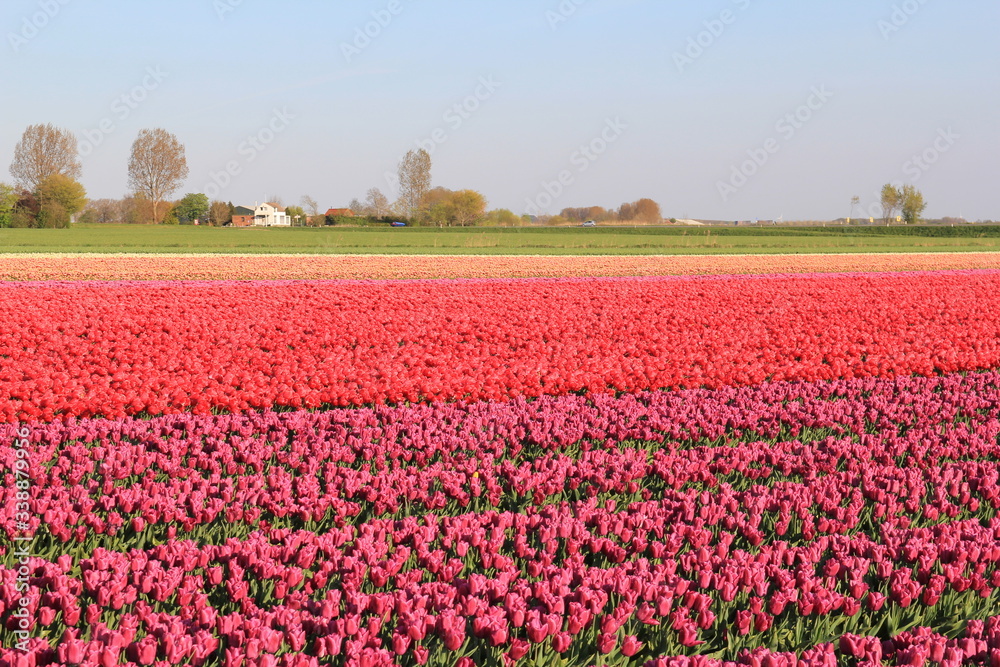 a bulb field with pink and purple tulips shining in the spring sunshine in the bulb fields in zeeland, the netherlands