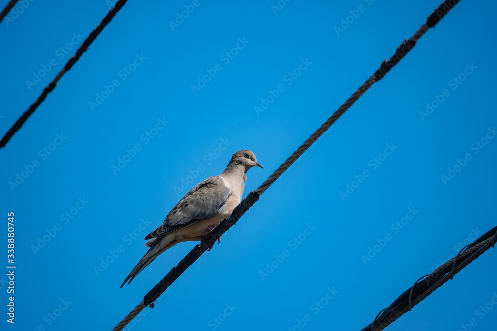 Fototapeta premium Mourning Dove on Wire in Springtime