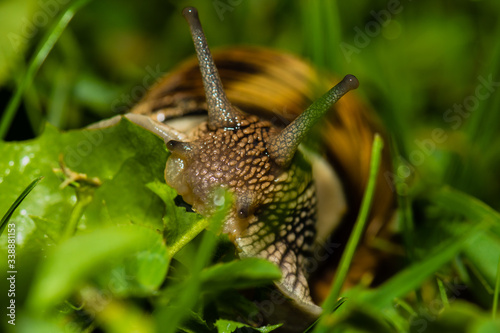 Close up of snail feeding on grass.