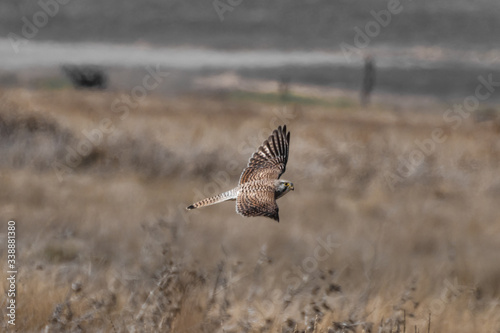 pájaro rapaz cazando photo