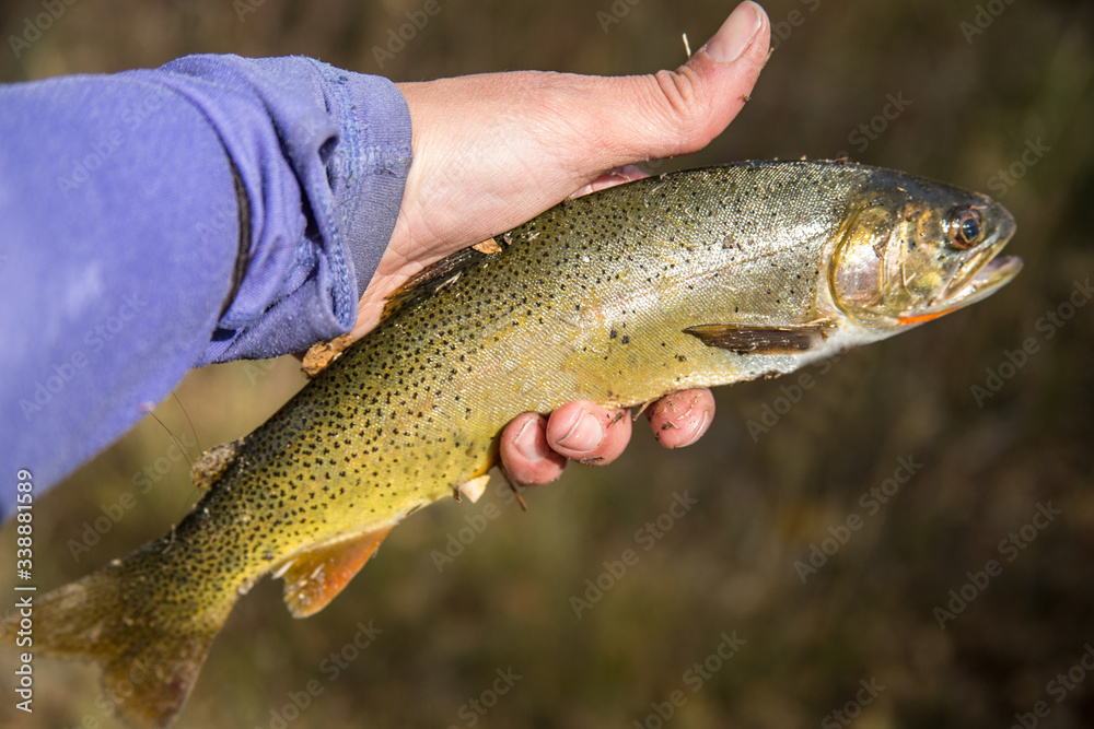 Woman holding brown trout catch after fly fishing Woman holding brown trout catch after fly fishing