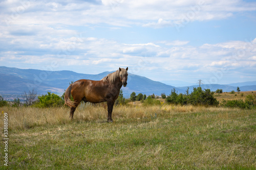 Brown horse on a peak meadow with mountains in the back and clouds in the sky