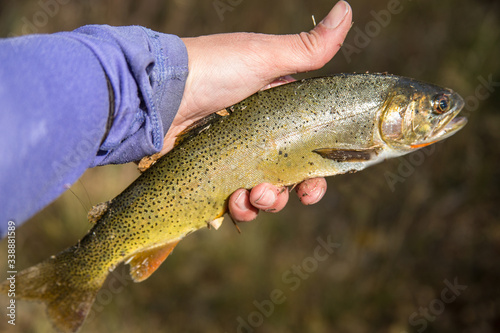Woman holding brown trout catch after fly fishing