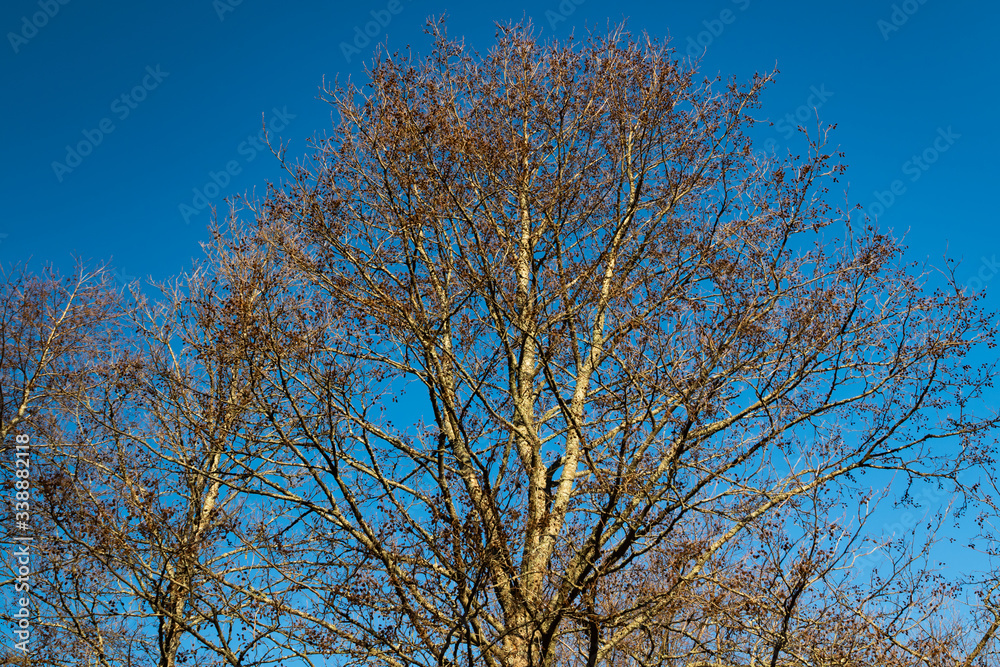 Large bare tree on blue sky background Large bare tree on blue sky background