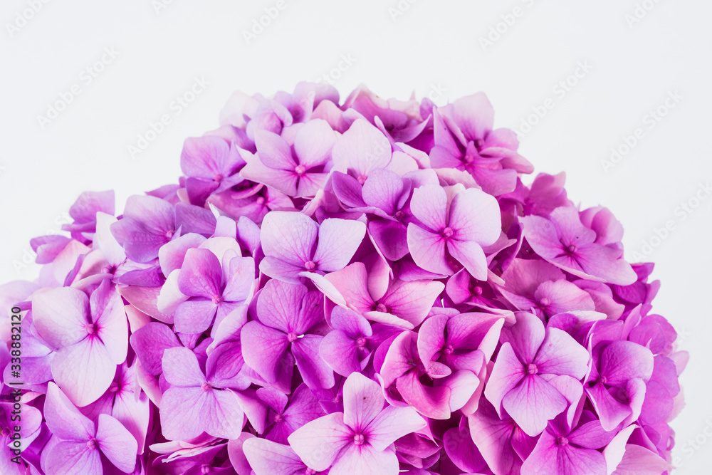 Fototapeta premium Colorful Hydrangea flower - hortensia.