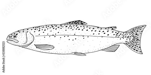  Rainbow trout. Hand drawn realistic black line illustration.