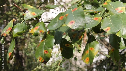 Pear green leaves with red spots of Pear rust or Gymnosporangium sabinae photo