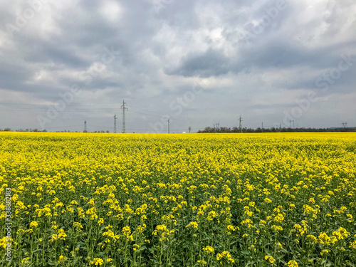 bloomed canola field with storm clouds gathering above