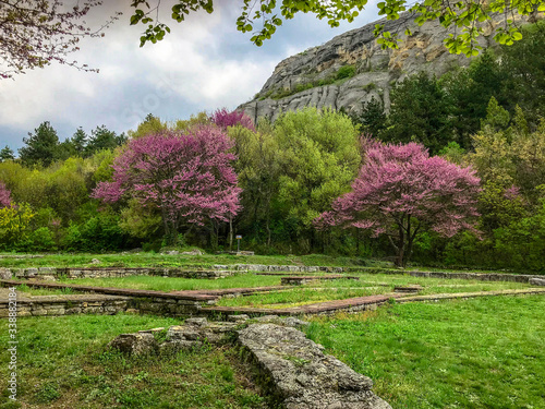 Blooming judas trees behind stone ruins. Nature reclaims old castle