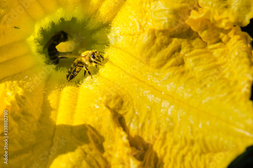 Bee covered in pollen climbing out of yellow pumpkin blossom.