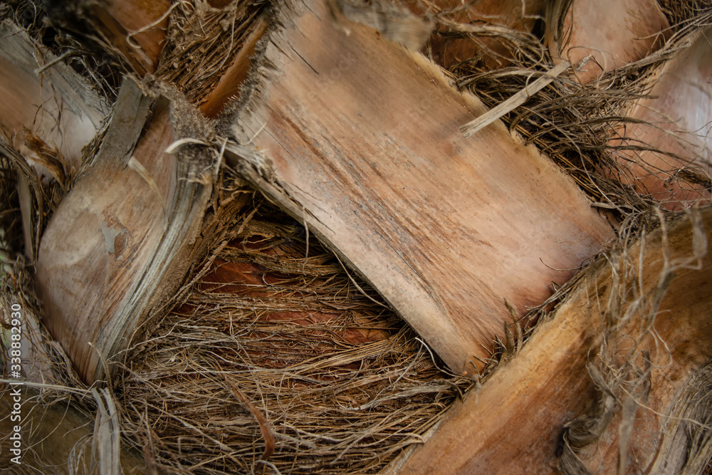 the texture of the bark of palm trees the texture of the bark of palm trees