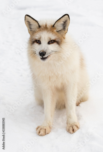 Obraz na płótnie Red Marble Fox (Vulpes vulpes) Sits Looking Out in Snow Winter