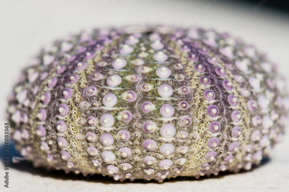 Seau urchin skeleton. Seau urchin skeleton.