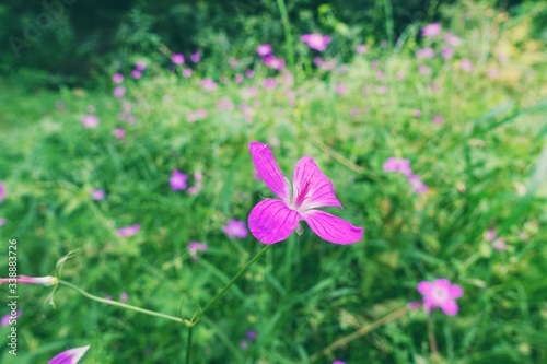 Dianthus deltoides, the maiden pink. photo