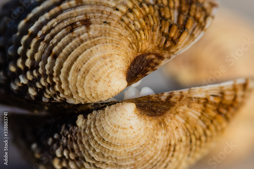 A saltwater clam warty venus shell closeup.
