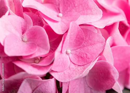 Close up macro photo of vibrant pink hydrangea blossoms  © TBergphoto