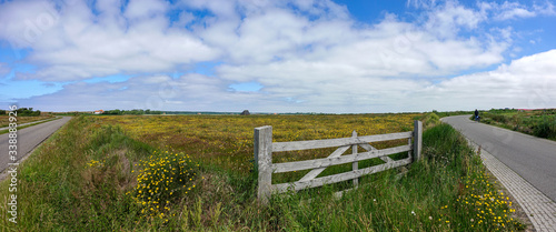 A panaorama of thousands of dandelions in a meadow in the Texel landscape behind a beautiful wooden country gate