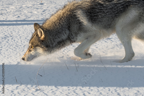 Grey Wolf (Canis lupus) Walks Left Through Snow Close Up Winter © geoffkuchera