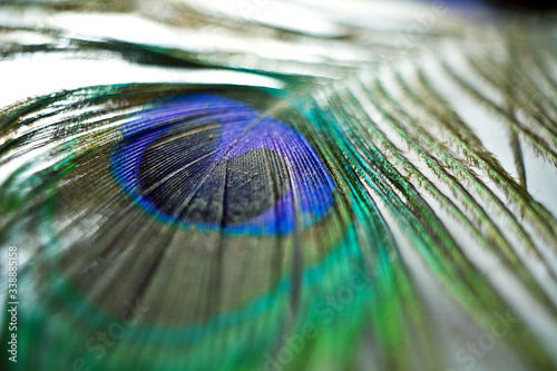colored texture of peacock feather macro
