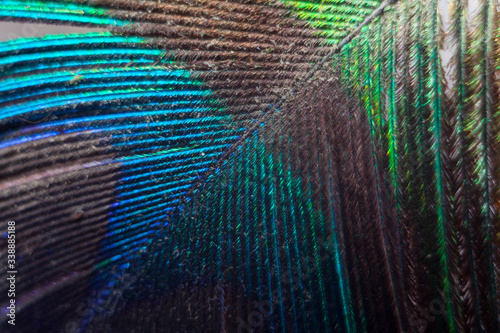 colored texture of peacock feather background