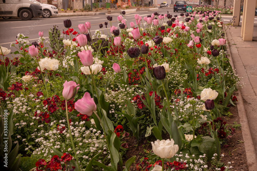 Fototapeta premium Tulipanes